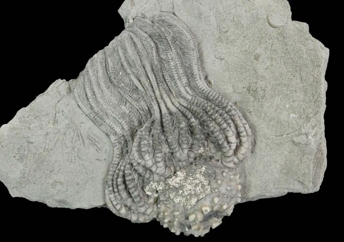 Crinoid (Platycrinites) Fossil - Crawfordsville, Indiana #125923